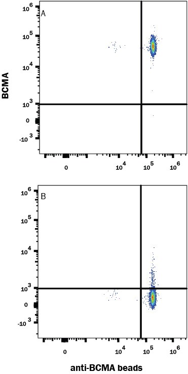 Fluorescent beads conjugated to anti-Human BCMA Monoclonal Antibody were stained with (A) Recombinant Human BCMA/TNFRSF17 Fc Chimera Atto 488 Protein or (B) unstained.